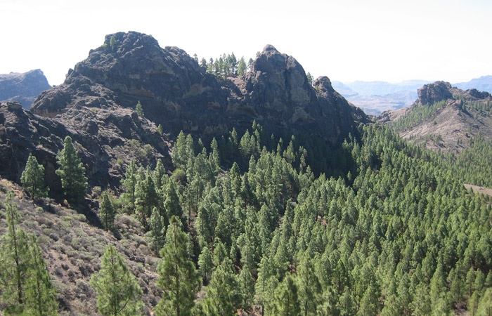 Vegetación en el entorno del Roque Nublo
