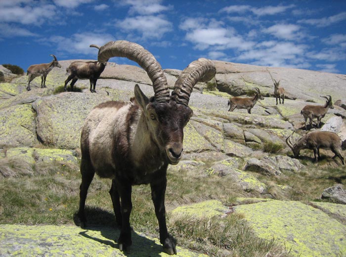 Cabras monteses Laguna Grande de Gredos