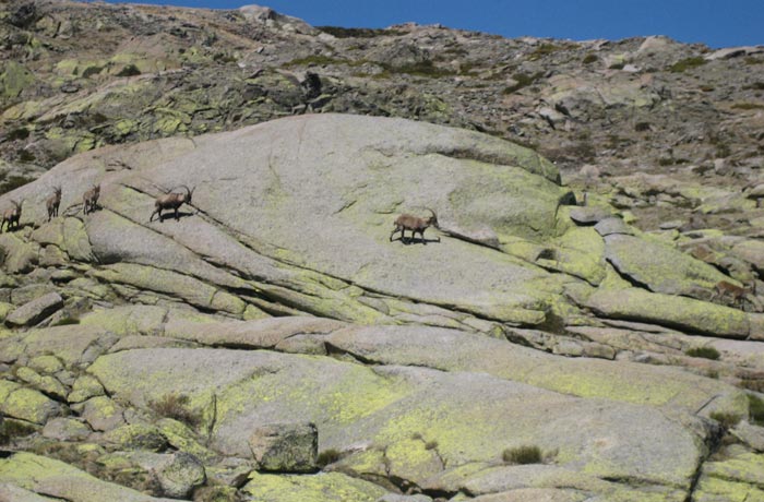Cabra montés Laguna Grande de Gredos