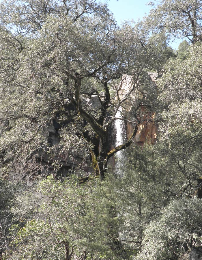 Abundante vegetación en las inmediaciones de la Cascada del Chorro