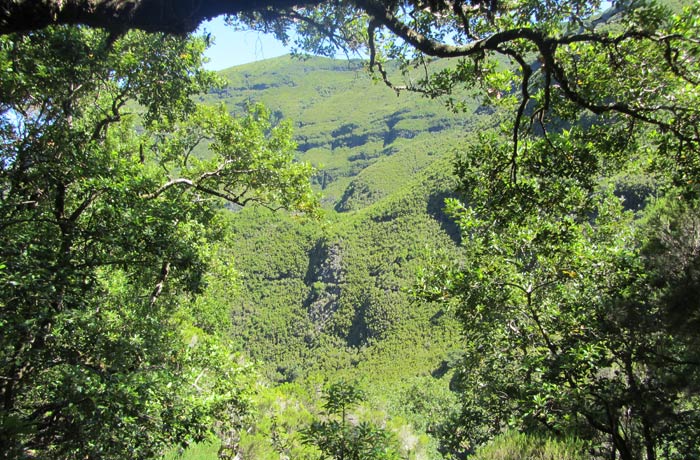 Exuberante vegetación de Madeira levada das 25 fontes