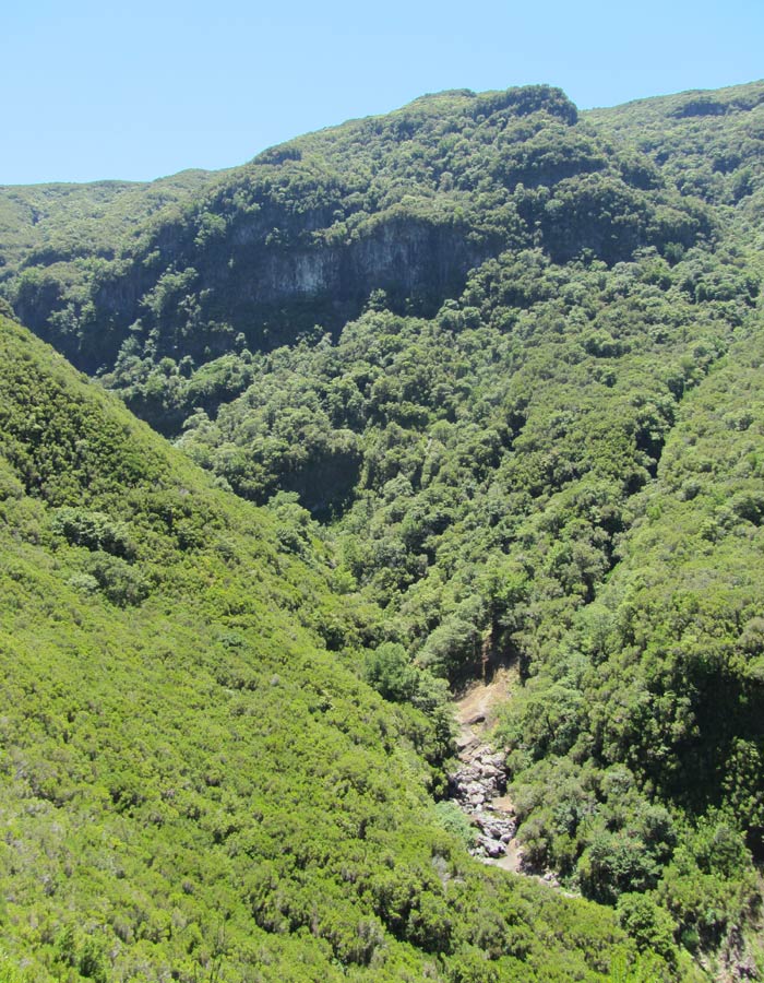 Vegetación en el primer tramo de la ruta por la carretera asfaltada levada das 25 fontes