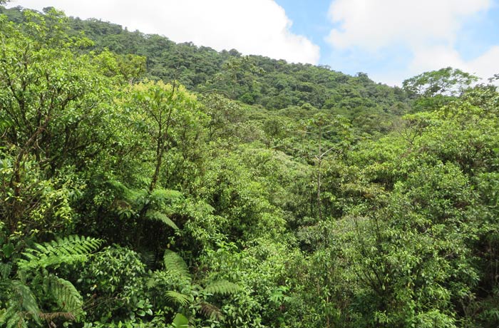 Vegetación al inicio del sendero Río Celeste