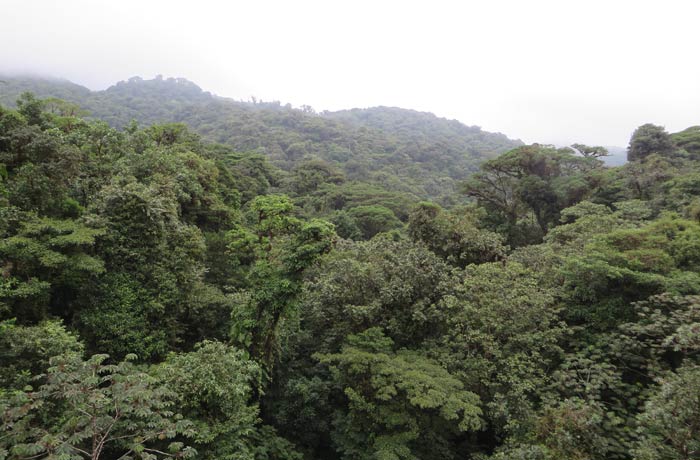 Vista del bosque nuboso de Santa Elena qué hacer en Monteverde