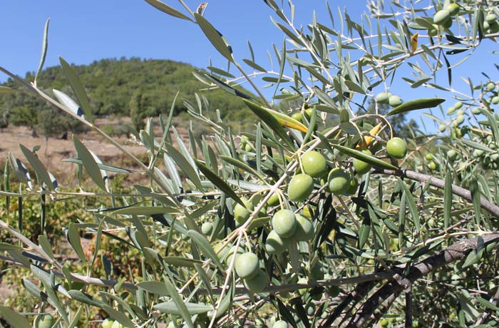 Aceitunas de uno de los olivos que se ven en el recorrido senderismo en Salamanca Miradores de las Sierras