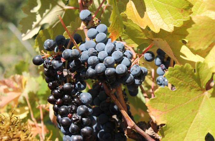 Uvas en una de las vides que se ven en el camino senderismo en Salamanca Miradores de las Sierras