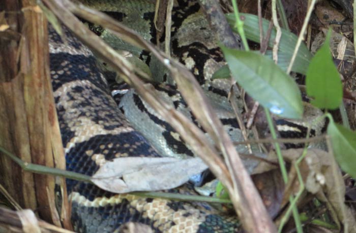 Boa constrictor Parque Nacional Manuel Antonio