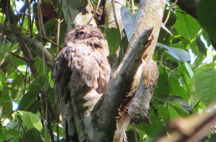 Un búho descansando en un árbol Parque Nacional Manuel Antonio