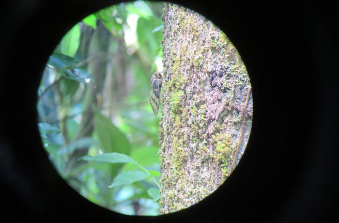 Una cigarra vista desde el telescopio del guía Parque Nacional Manuel Antonio