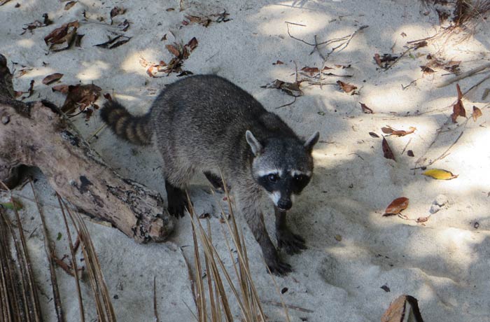 Uno de los muchos mapaches que se ven Parque Nacional Manuel Antonio