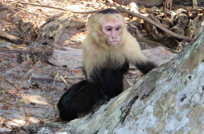Uno de los monos capuchino Parque Nacional Manuel Antonio