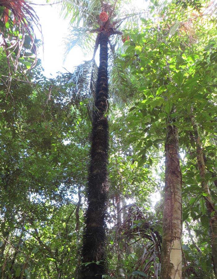 Inmensa palmera con pinchos Parque Nacional Manuel Antonio