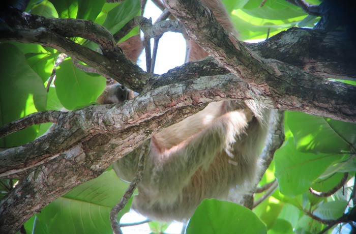 Lo mejor que pudimos ver a un perezoso Parque Nacional Manuel Antonio