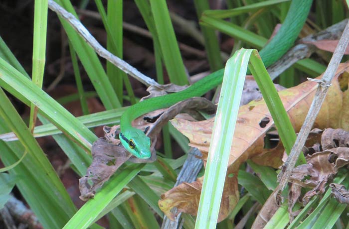 Una serpiente verde Parque Nacional Manuel Antonio