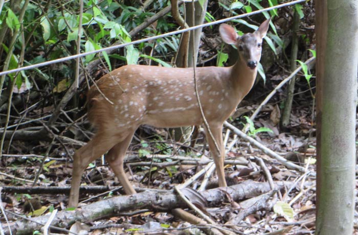 Un venado, una especie que no es autóctona de la zona Parque Nacional Manuel Antonio