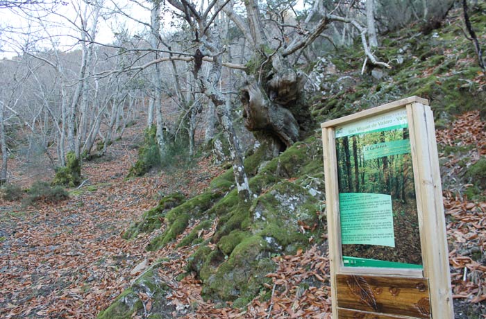 Castañar en el tramo entre Valero y San Miguel Camino de los Trasiegos