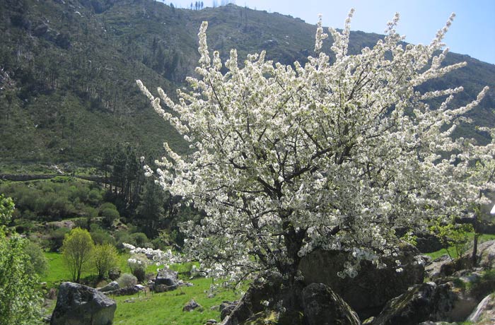 Cerezo en flor Sierra de la Estrella