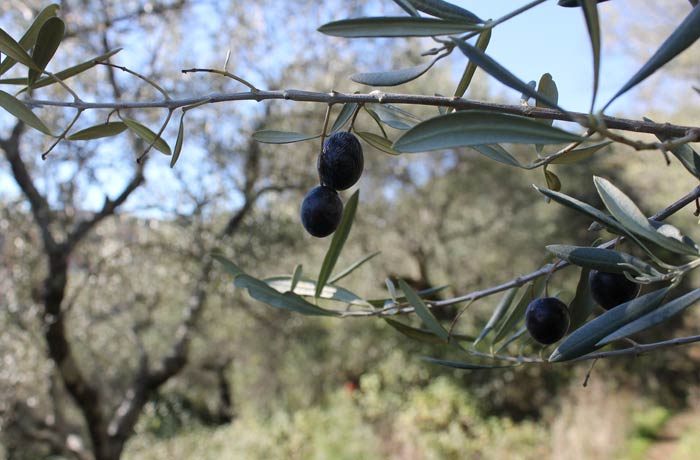 Olivos en el tramo inicial del Camino de los Trasiegos
