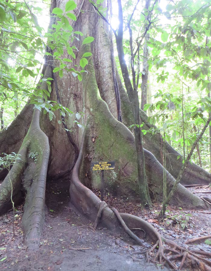 Ceibo de 200 años de antigüedad Volcán Arenal