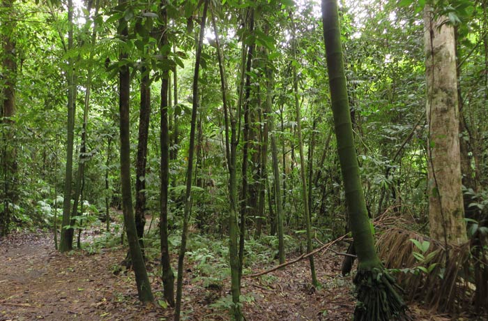 Flora del Volcán Arenal