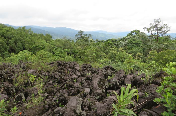 Lava y vegetación Volcán Arenal