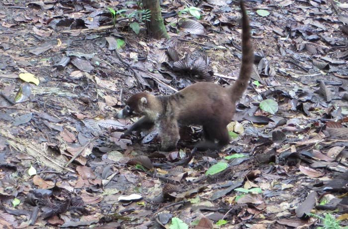 Pizote o coatí Volcán Arenal