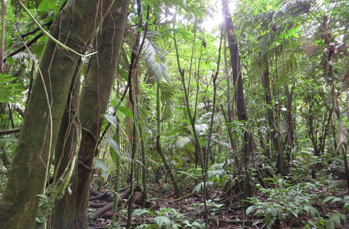 Frondosa vegetación vista desde el sendero de El Ceibo Volcán Arenal