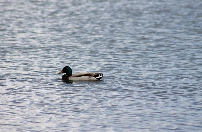 Un ánade real en las Lagunas de Villafáfila