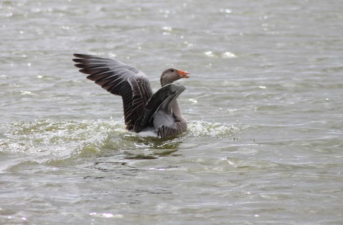 Un ánsar común o ganso se posa en el agua mejor época para visitar las Lagunas de Villafáfila