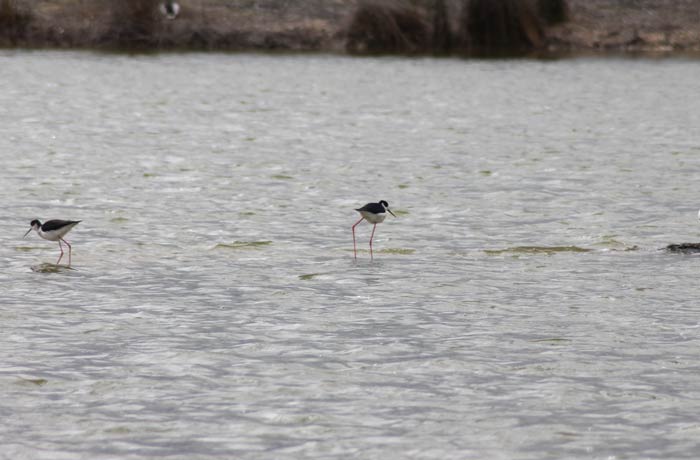 Cigüeñelas comunes en las Lagunas de Villafáfila
