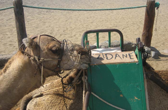 Un dromedario y su compañero de nombre Zidane