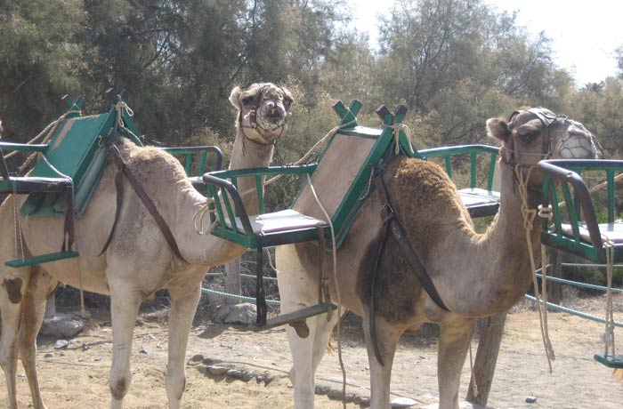 Dromedarios preparados para el paseo por las Dunas de Maspalomas