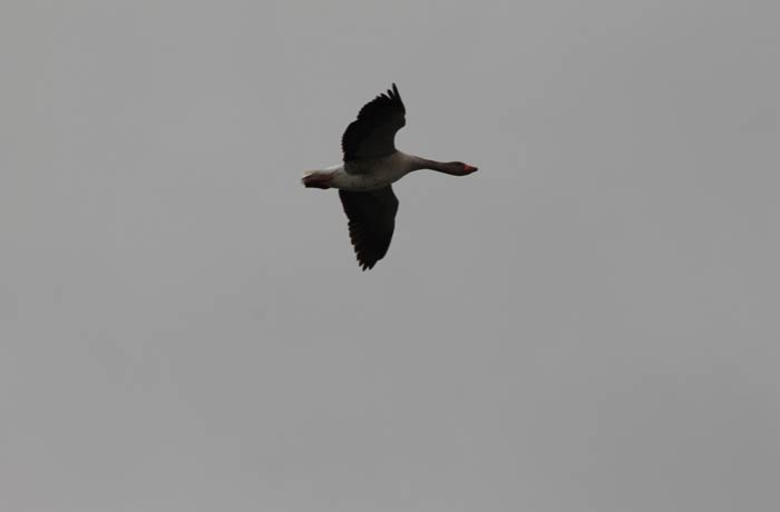Un ganso volando en el entorno de las Lagunas de Villafáfila