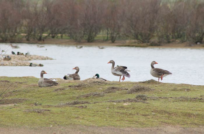 Un grupo de gansos mejor época para visitar las Lagunas de Villafáfila