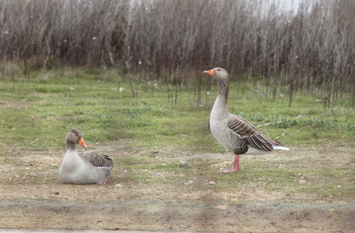 Dos gansos en las Lagunas de Villafáfila