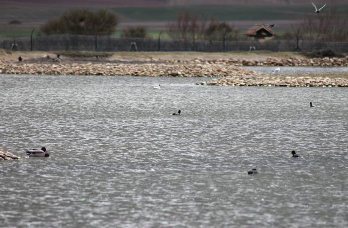 Aves en una de las lagunas artificiales de la Casa del Parque mejor época para visitar las Lagunas de Villafáfila