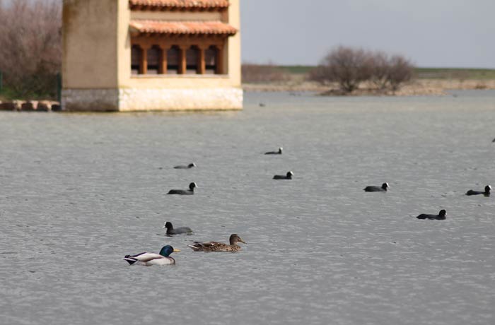 Una de las lagunas artificiales con un observatorio al fondo mejor época para visitar las Lagunas de Villafáfila