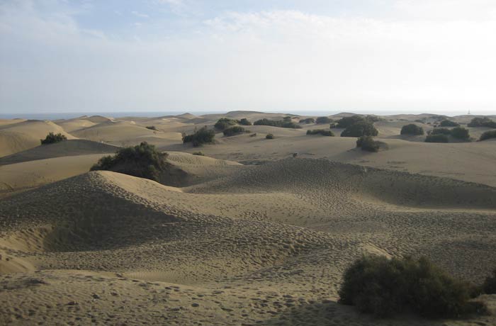 Vegetación de las Dunas de Maspalomas
