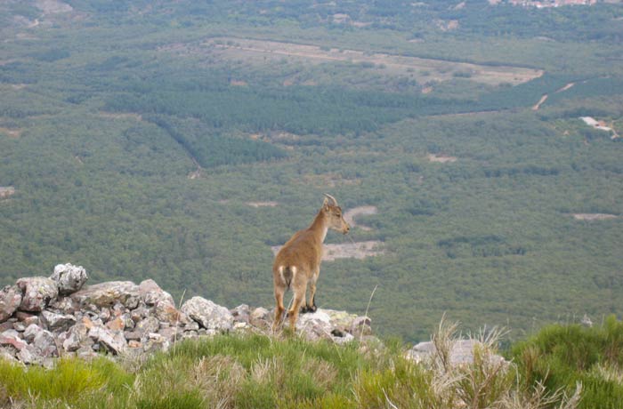 Una cabra montesa en la Peña de Francia