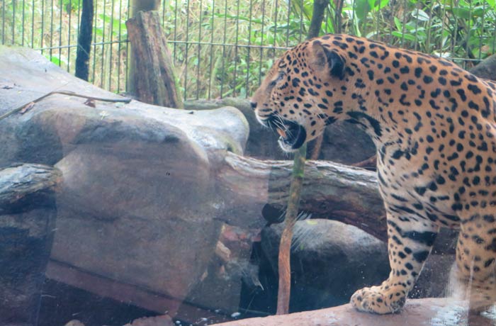 Un jaguar en su jaula