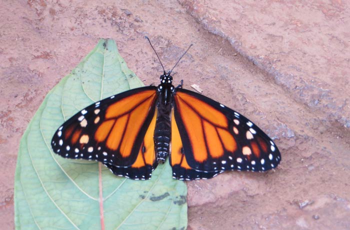 Una de las mariposas que se pueden ver