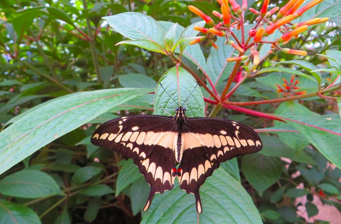 Bonita mariposa en el mariposario