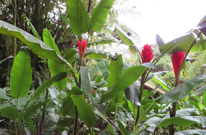 Plantas en el complejo de las Cataratas de La Paz
