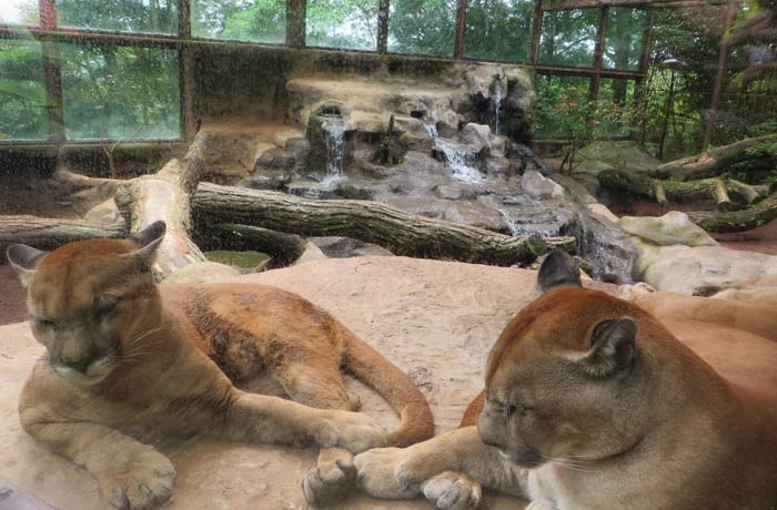 Dos pumas en la zona de felinos