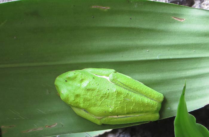 Rana que se camufla en las hojas de las plantas