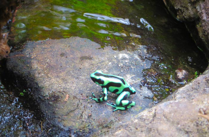 Una de las ranas del ranario