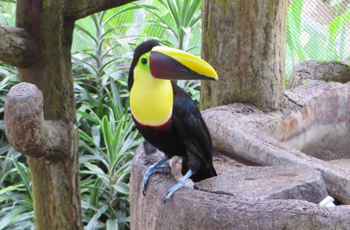 Un tucán con el que el visitante se puede fotografiar