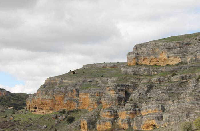 Un buitre leonado con el paisaje de la ruta al fondo Senda de los dos Ríos