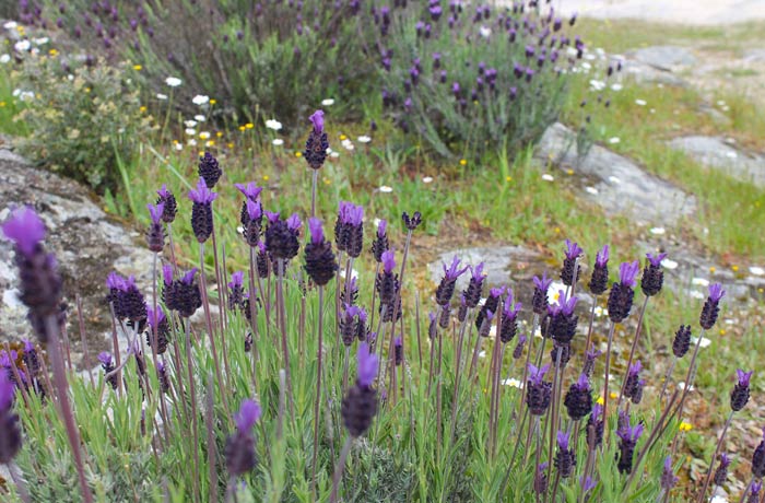 Flor de lavanda Cascada de Abelón