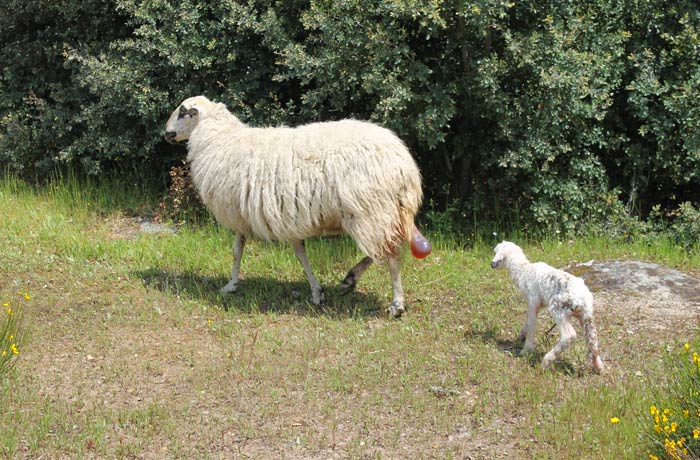 La oveja churra con su cordero recién parido